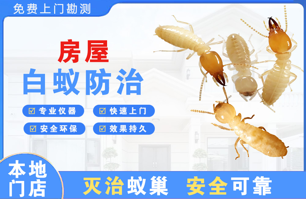 贵溪房屋白蚁防治